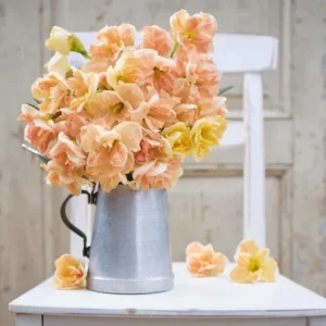 Mixed Double Daffodil Flower Bulbs - 8 Count - Gold, Orange, Pink, White, Yellow - Perennial - Image 8