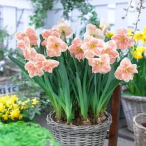 Mixed Double Daffodil Flower Bulbs - 8 Count - Gold, Orange, Pink, White, Yellow - Perennial - Image 9