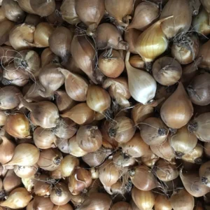 Mixed Dutch Iris Bulbs 8/9 cm - Fall Planting for Early Spring Flowers - Outdoor - Image 3