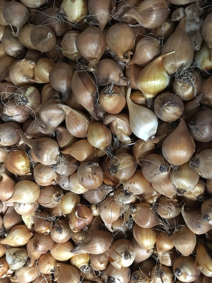 Mixed Dutch Iris Bulbs 8/9 cm - Fall Planting for Early Spring Flowers - Outdoor - Image 3