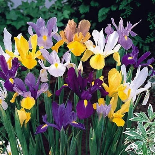 Mixed Dutch Iris Bulbs 8/9 cm - Fall Planting for Early Spring Flowers - Outdoor - Image 1