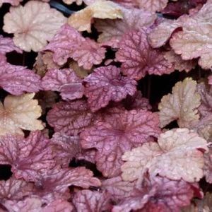 Mixed Heuchera Live Plants - Coral Bells Perennial in 3.5 inch Pot - Image 2