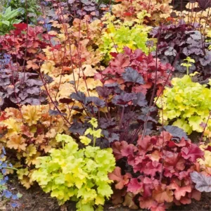 Mixed Heuchera Live Plants - Coral Bells Perennial in 3.5 inch Pot - Image 1