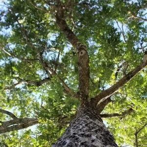 Mixed Hickory Starter Tree Live Plant 12-24 Inches Tall Outdoor - Image 2