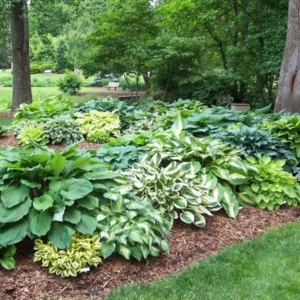 Mixed Hosta Bare Roots - Perennial Shade Garden Plant - Hardy Foliage - Image 1