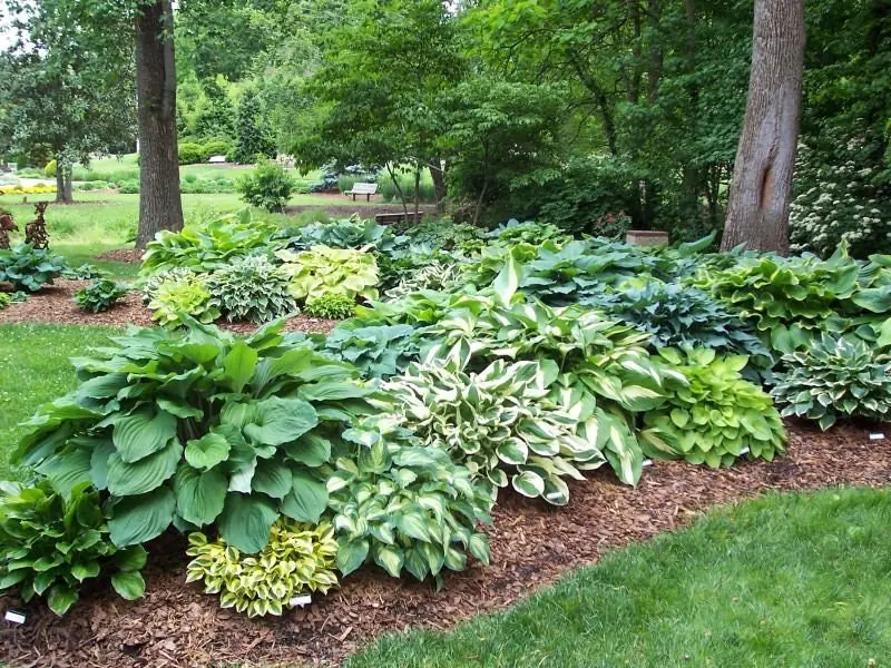 Mixed Hosta Bare Roots - Perennial Shade Garden Plant - Hardy Foliage - Image 1