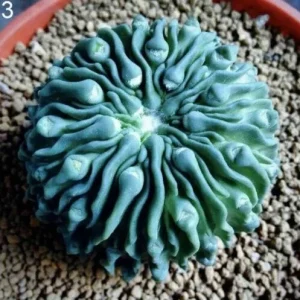 Mixed Lithops Living Stones Seeds – Rare Succulent Cactus Plant Seeds – 25-50 Seeds Pack - Image 1