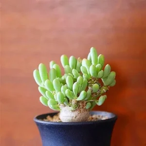 Mixed Succulent Seeds - 100 Pack - Rare Cactus & Succulent Variety - Indoor & Outdoor - Image 3