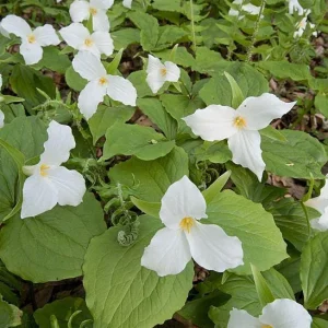 Mixed Trillium Bulbs – Perennial Woodland Wildflowers for Shade - Image 3