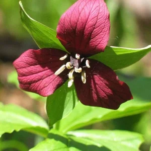 Mixed Trillium Bulbs – Perennial Woodland Wildflowers for Shade - Image 4
