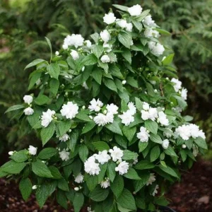 Mock Orange Illuminati Spice Live Plant - 4 inch Pot - Fragrant Shrub - Image 1