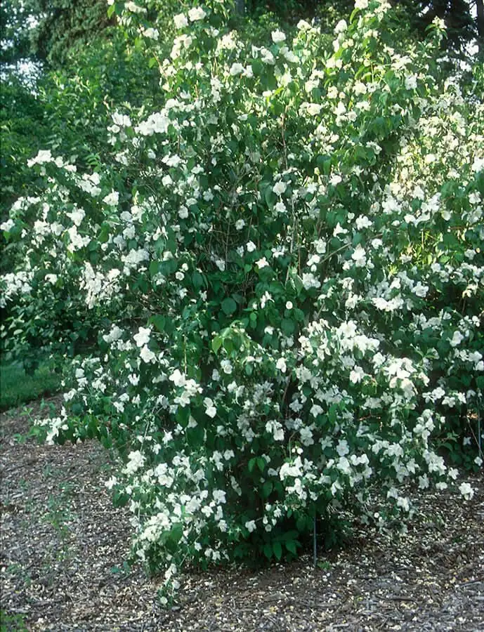 Mock Orange Minnesota Snowflake Bare Root Cuttings - 2 Pack, 1-2 ft Tall, Fragrant White Flowers, Cold Hardy Shrub - Image 2