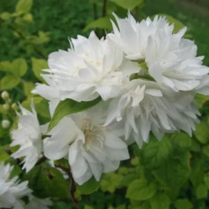 Mock Orange Minnesota Snowflake Bare Root Cuttings - 2 Pack, 1-2 ft Tall, Fragrant White Flowers, Cold Hardy Shrub - Image 1