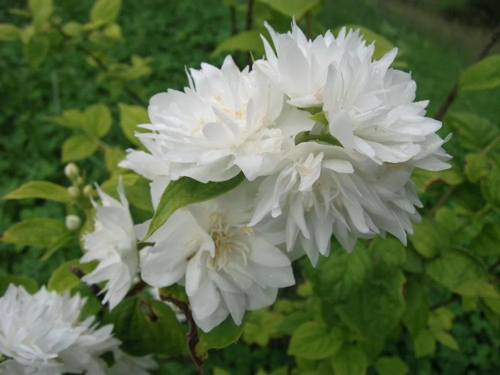 Mock Orange Minnesota Snowflake Bare Root Cuttings - 2 Pack, 1-2 ft Tall, Fragrant White Flowers, Cold Hardy Shrub - Image 1
