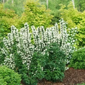 Mock Orange 'Minnesota Snowflake' Live Plant – Quart Pot – Fragrant White Shrub - Image 10