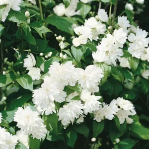 Mock Orange 'Minnesota Snowflake' Live Plant – Quart Pot – Fragrant White Shrub - Image 4