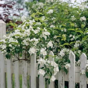 Mock Orange 'Minnesota Snowflake' Live Plant – Quart Pot – Fragrant White Shrub - Image 7
