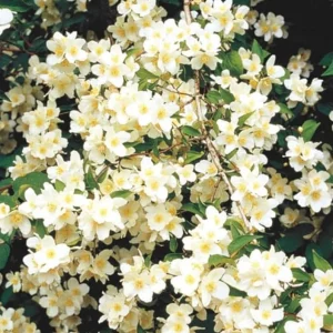Mock Orange 'Minnesota Snowflake' Live Plant – Quart Pot – Fragrant White Shrub - Image 8