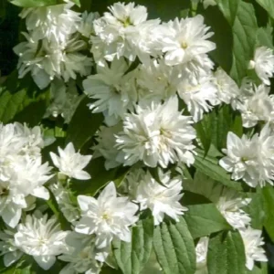 Mock Orange 'Minnesota Snowflake' Live Plant – Quart Pot – Fragrant White Shrub - Image 9