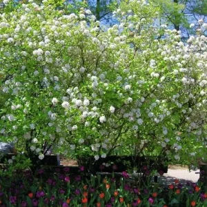 Mohawk Viburnum Live Plant - Viburnum × burkwoodii 'Mohawk' - 24-36 Inches Tall - Outdoor Deciduous Shrub - Image 2