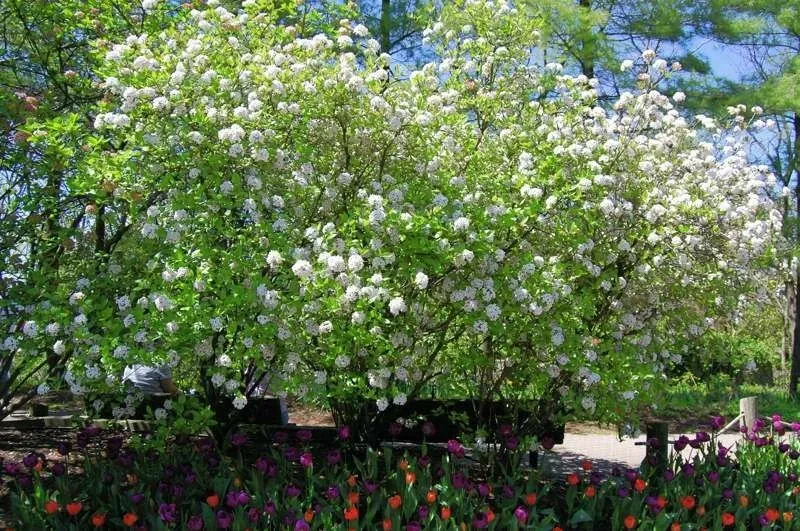 Mohawk Viburnum Live Plant - Viburnum × burkwoodii 'Mohawk' - 24-36 Inches Tall - Outdoor Deciduous Shrub - Image 2