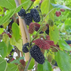 Mojo Berry Mulberry Bush Starter Plant - Dwarf, Self-Pollinating, Live Plant - Image 5