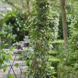 Mojo Berry Mulberry Bush Starter Plant - Dwarf, Self-Pollinating, Live Plant - Image 7