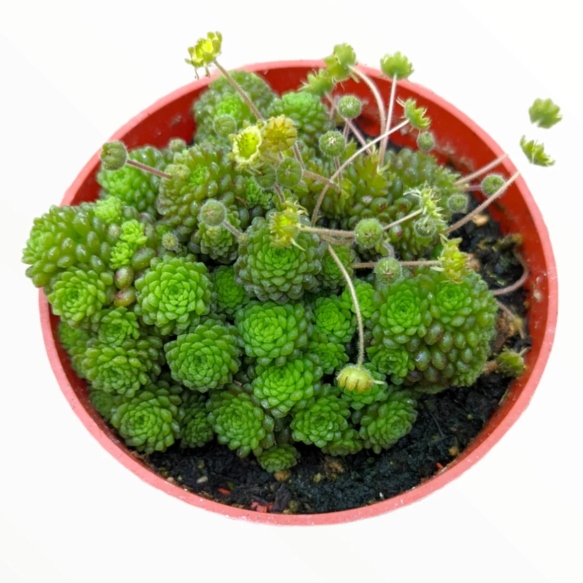 Monanthes polyphylla Succulent Plant - Live Crassulaceae, Easy Care - Image 3