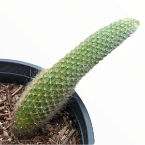 Monkey Tail Cactus Hildewintera colademononis Live Plant – Easy Care Succulent - Image 7