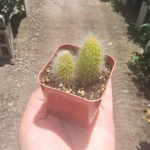 Monkey Tail Cactus Live Plant - Cleistocactus colademononis - 2 inch Pot - Indoor Trailing Succulent - Image 2