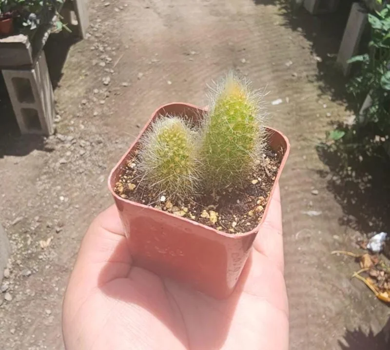 Monkey Tail Cactus Live Plant - Cleistocactus colademononis - 2 inch Pot - Indoor Trailing Succulent - Image 2