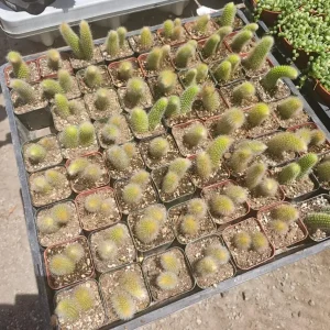 Monkey Tail Cactus Live Plant - Cleistocactus colademononis - 2 inch Pot - Indoor Trailing Succulent - Image 3