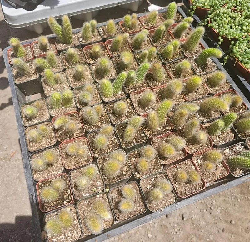 Monkey Tail Cactus Live Plant - Cleistocactus colademononis - 2 inch Pot - Indoor Trailing Succulent - Image 3