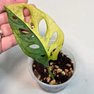 Monstera Adansonii Albo Live Plant – Variegated Swiss Cheese Vine – Indoor Houseplant - Image 2