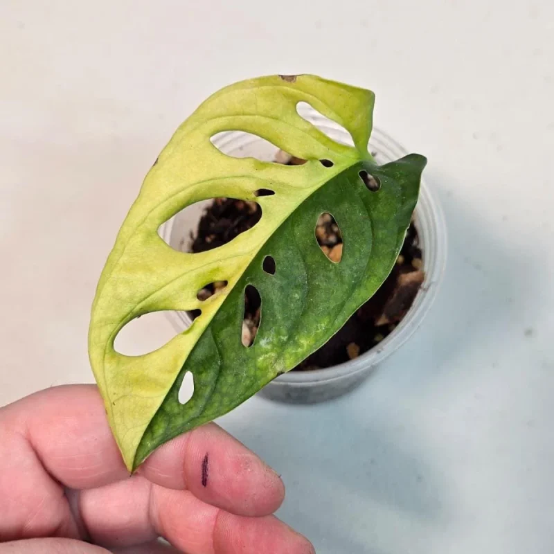 Variegated Monstera Adansonii Albo Live Plant - Rare Swiss Cheese