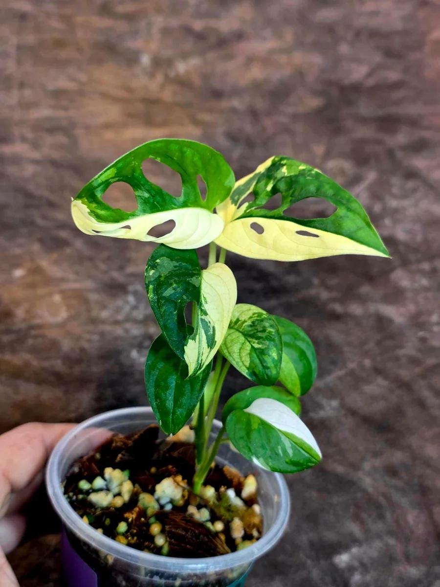 Monstera Adansonii Albo Variegated Live Plant - Half-Moon Swiss Cheese Vine - Image 2