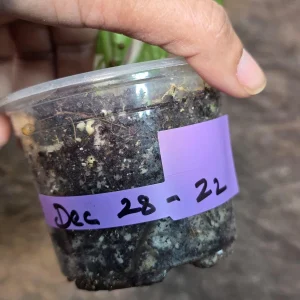 Monstera Adansonii Albo Variegated Live Plant - Half-Moon Swiss Cheese Vine - Image 5