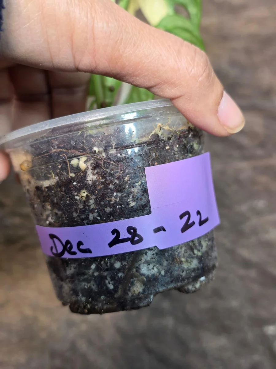 Monstera Adansonii Albo Variegated Live Plant - Half-Moon Swiss Cheese Vine - Image 5