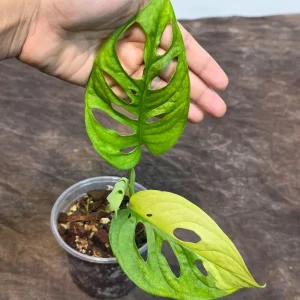 Monstera Adansonii Albo Variegated Live Plant - Rare Swiss Cheese Potted Houseplant - Image 3