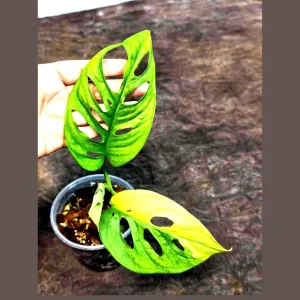 Monstera Adansonii Albo Variegated Live Plant - Rare Swiss Cheese Potted Houseplant - Image 1