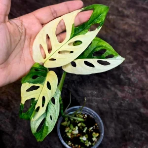 Monstera Adansonii Albo Variegated Live Plant - Rare Swiss Cheese Vine Potted Houseplant - Image 4
