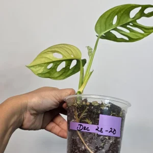 Monstera Adansonii Albo Variegated Live Plant - Rare Swiss Cheese Potted Houseplant - Image 6