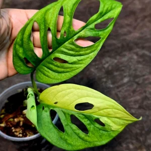 Monstera Adansonii Albo Variegated Live Plant - Swiss Cheese - Potted Houseplant - Image 4