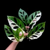 Monstera Adansonii Albo Variegated Swiss Cheese Live Plant - Rare Collector's Plant - Image 1