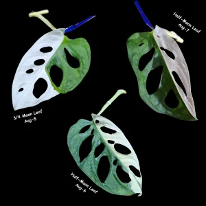 Monstera Adansonii Albo Variegated Swiss Cheese Live Plant - Rare Collector's Plant - Image 2