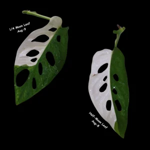 Monstera Adansonii Albo Variegated Swiss Cheese Live Plant - Rare Collector's Plant - Image 3