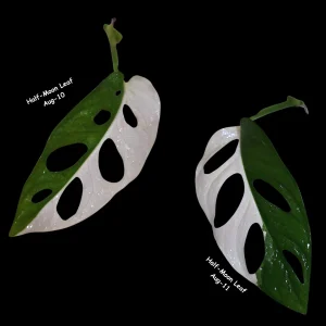 Monstera Adansonii Albo Variegated Swiss Cheese Live Plant - Rare Collector's Plant - Image 6