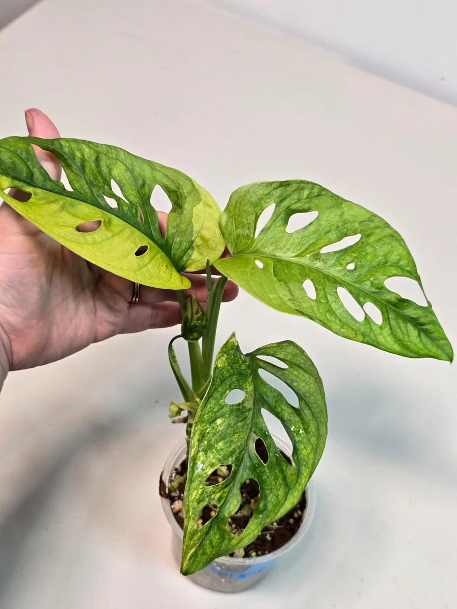 Monstera Adansonii Aurea Variegated Live Plant - Swiss Cheese Vine Houseplant - Image 2