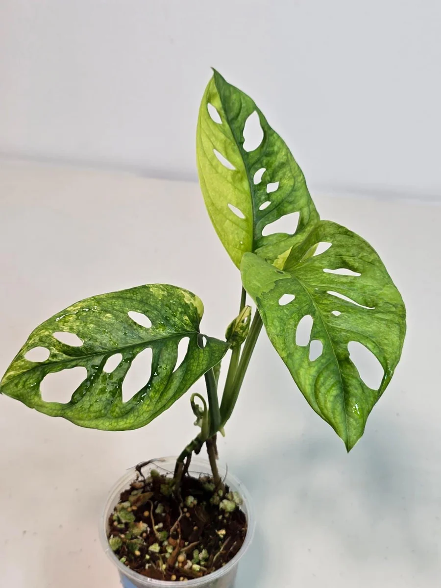 Monstera Adansonii Aurea Variegated Live Plant - Swiss Cheese Vine Houseplant - Image 3