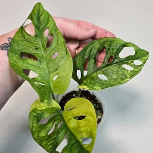 Monstera Adansonii Aurea Variegated Live Plant - Swiss Cheese Vine Houseplant - Image 4